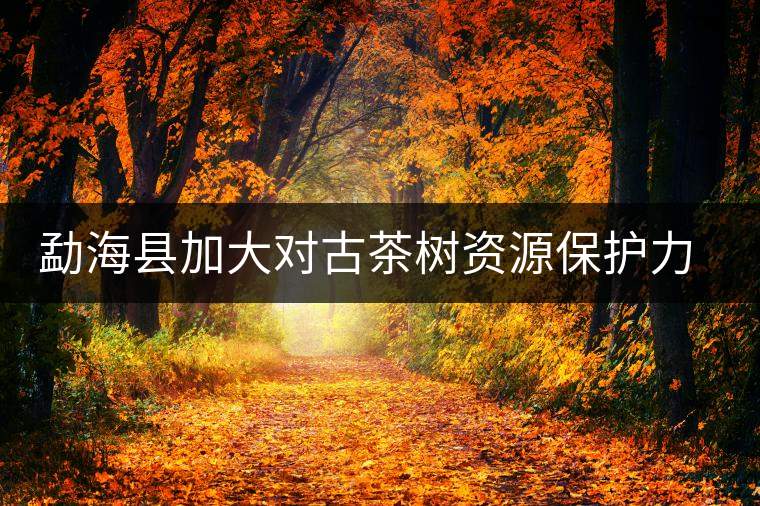 勐?？h加大對古茶樹資源保護(hù)力度