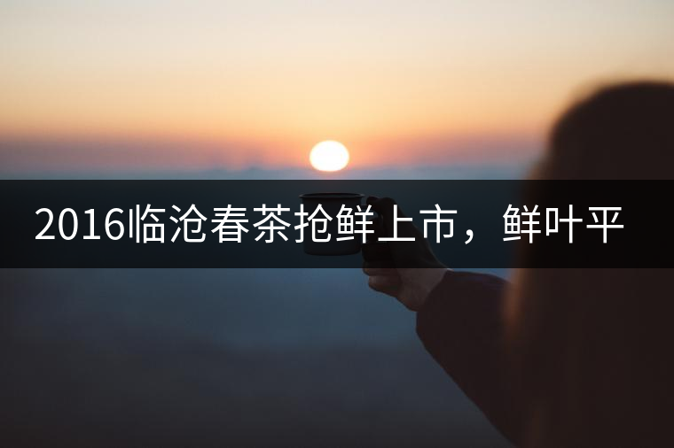 2016臨滄春茶搶鮮上市，鮮葉平均價同比去年減幅6.3%