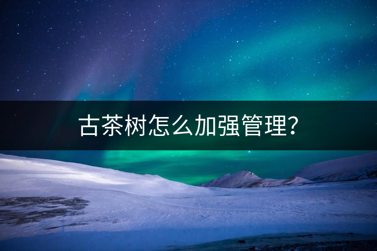 古茶樹怎么加強(qiáng)管理？