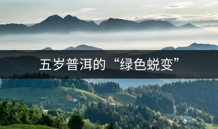 五歲普洱的“綠色蛻變”