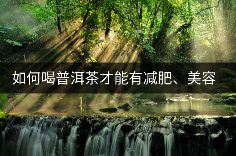 如何喝普洱茶才能有減肥、美容、抗癌之功效