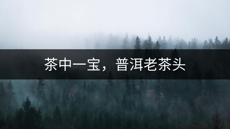 茶中一寶，普洱老茶頭