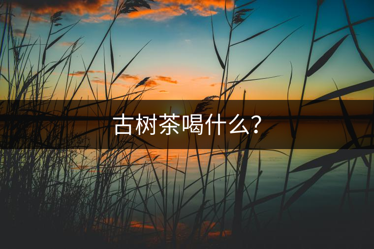 古樹茶喝什么？