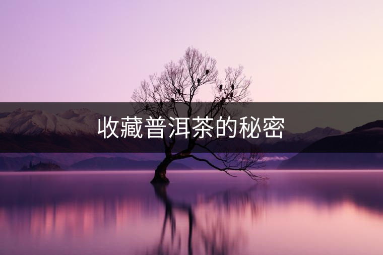 收藏普洱茶的秘密