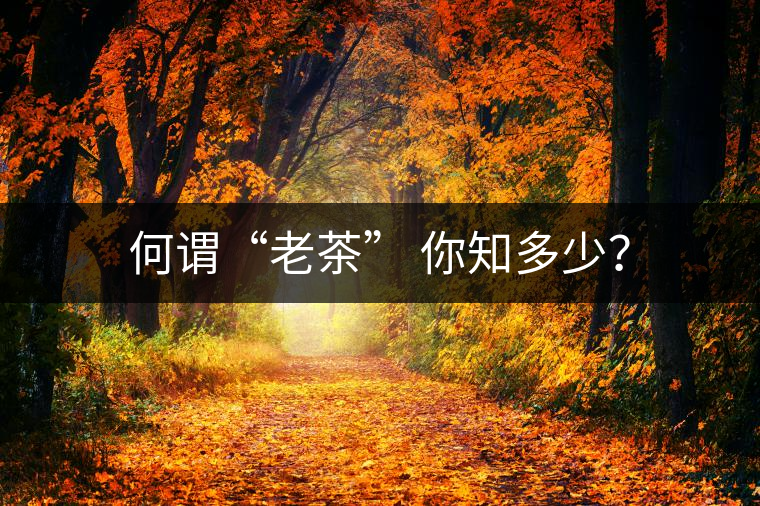 何謂“老茶” 你知多少？