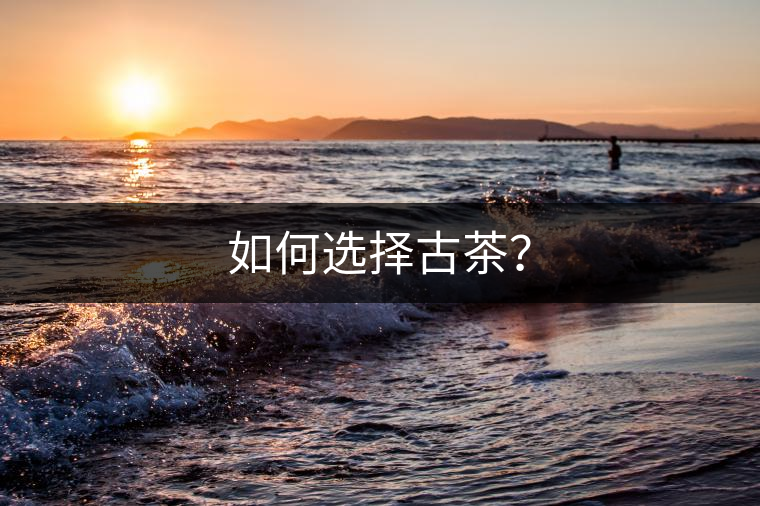 如何選擇古茶？