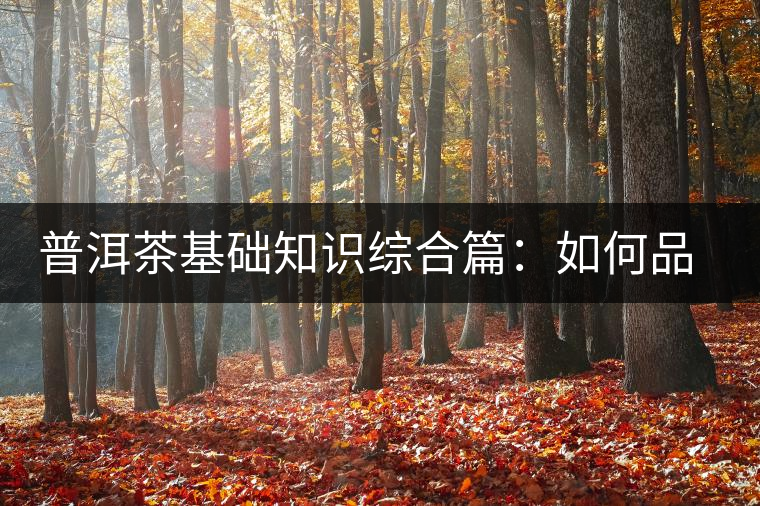 普洱茶基礎(chǔ)知識綜合篇：如何品鑒普洱茶？