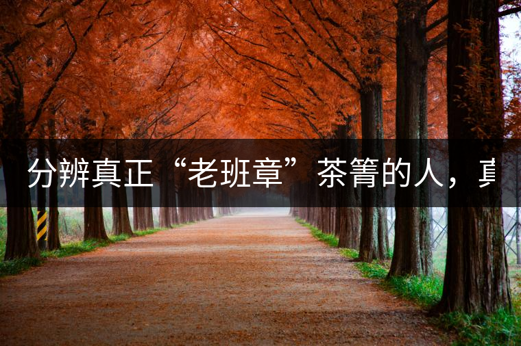 分辨真正“老班章”茶箐的人，真的不多！