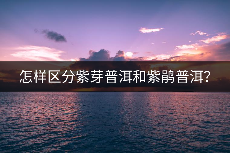 怎樣區(qū)分紫芽普洱和紫鵑普洱？