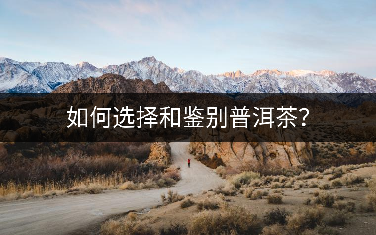 如何選擇和鑒別普洱茶？