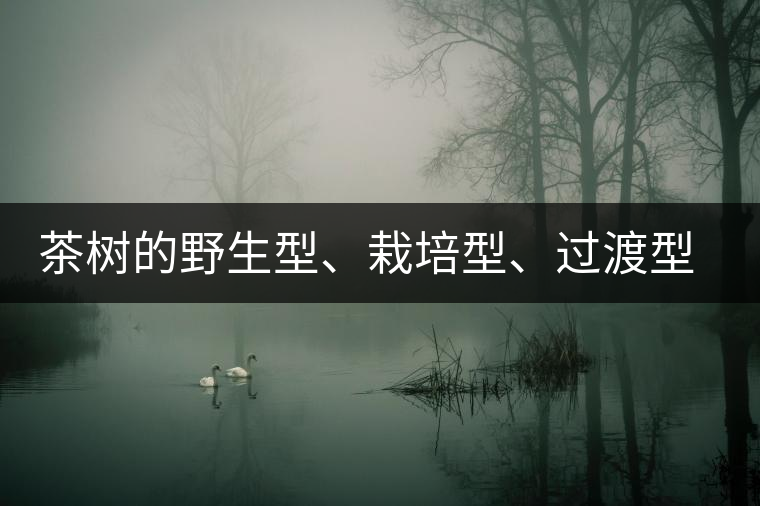 茶樹的野生型、栽培型、過渡型是怎么界定的？