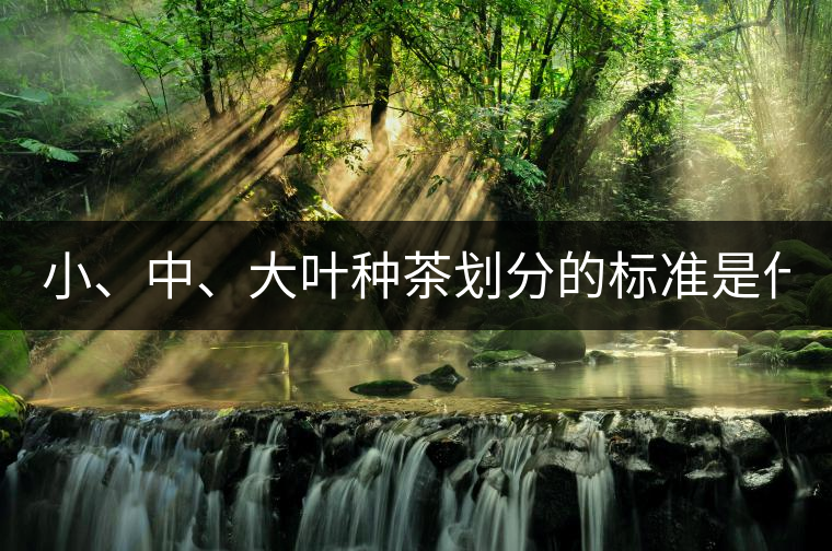 小、中、大葉種茶劃分的標準是什么？