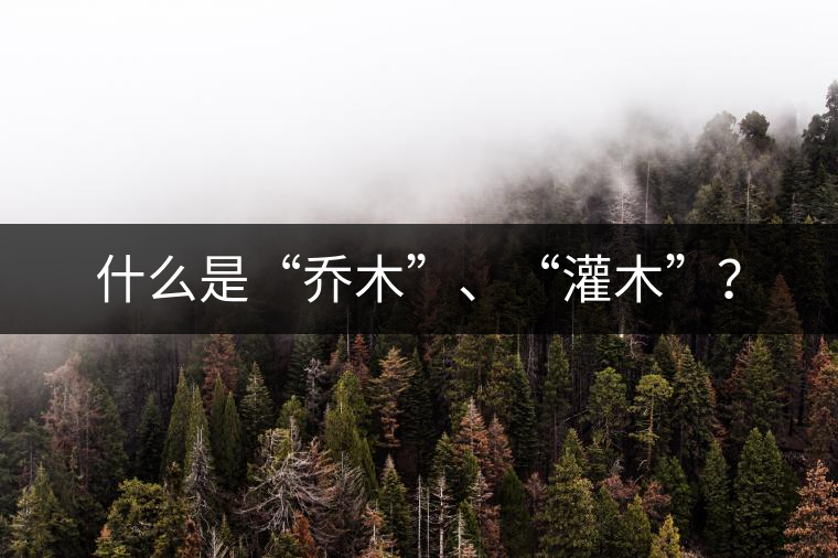 什么是“喬木”、“灌木”？