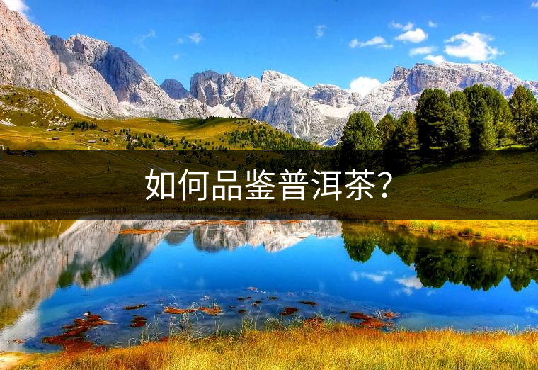 如何品鑒普洱茶？