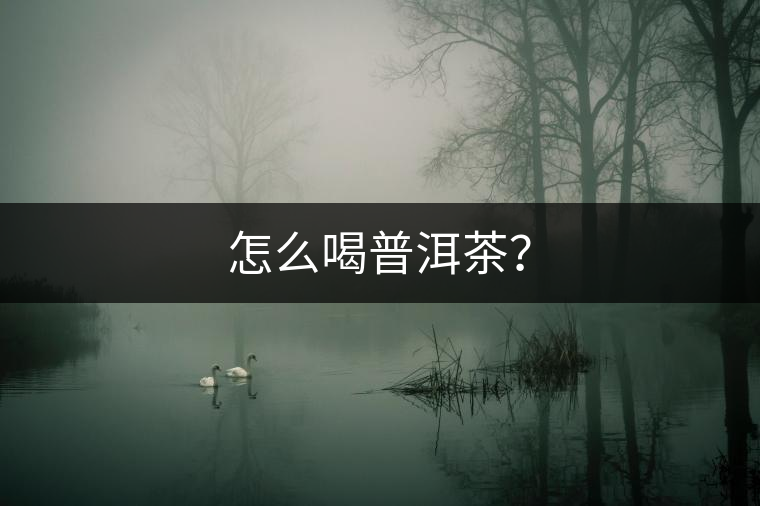 怎么喝普洱茶？