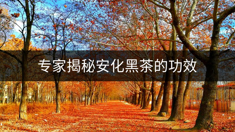 專家揭秘安化黑茶的功效