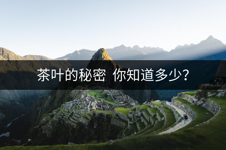 茶葉的秘密  你知道多少？
