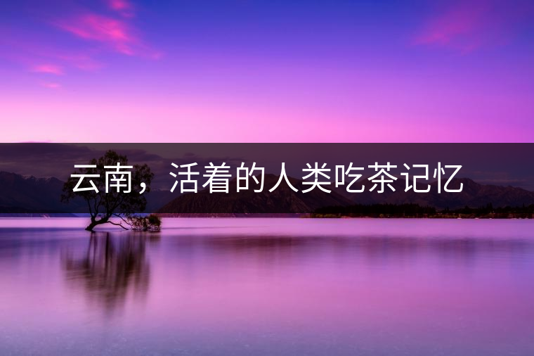 云南，活著的人類吃茶記憶