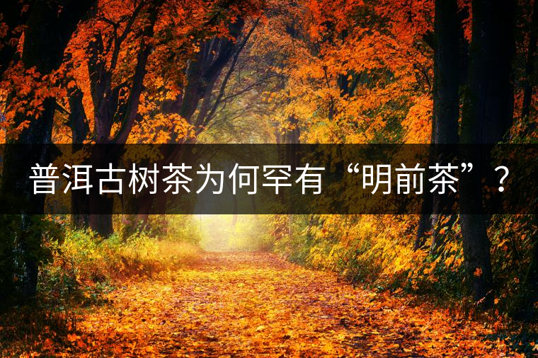 普洱古樹茶為何罕有“明前茶”？