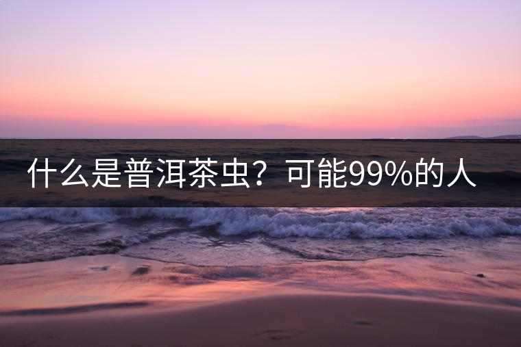 什么是普洱茶蟲？可能99%的人都不知道
