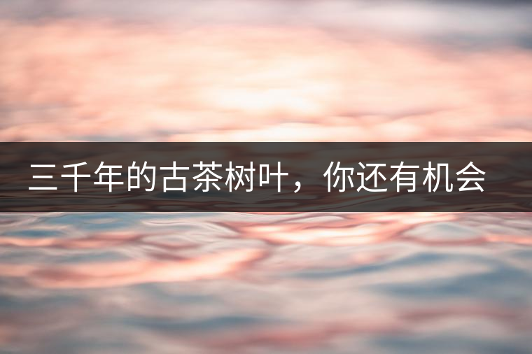三千年的古茶樹葉，你還有機會喝到嗎？