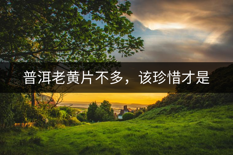 普洱老黃片不多，該珍惜才是