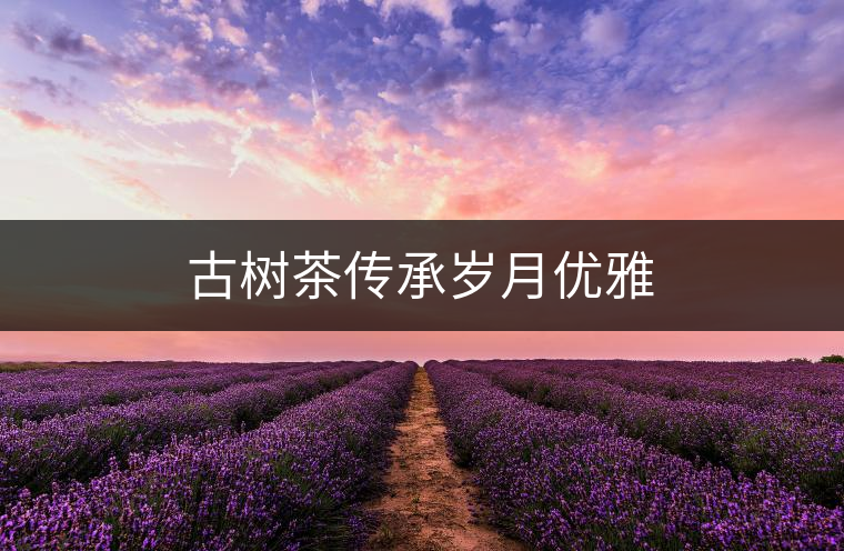 古樹茶傳承歲月優(yōu)雅 古樹茶傳承歲月優(yōu)雅