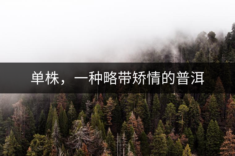 單株，一種略帶矯情的普洱