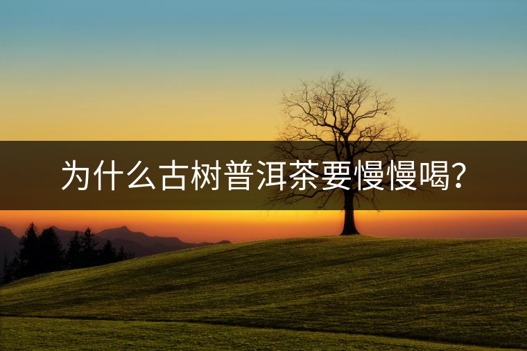 為什么古樹普洱茶要慢慢喝？