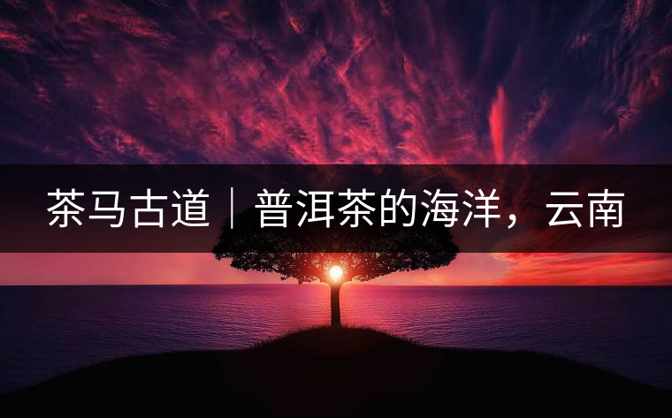 茶馬古道|普洱茶的海洋,云南 茶馬古道|普洱茶的海洋,云南