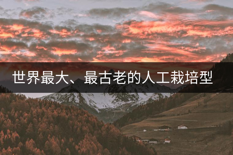 世界最大、最古老的人工栽培型的古茶樹(shù)——香竹箐茶祖