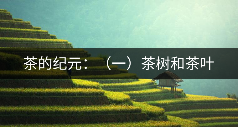 茶的紀(jì)元：（一）茶樹(shù)和茶葉