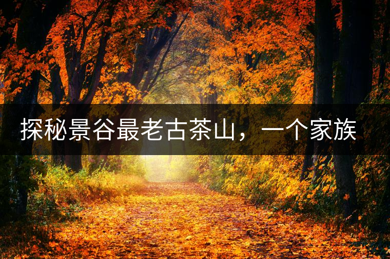 探秘景谷最老古茶山，一個家族的興茶往事