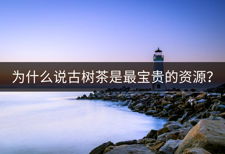 為什么說古樹茶是最寶貴的資源？