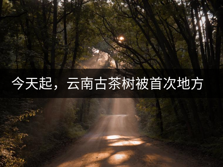 今天起，云南古茶樹被首次地方立法保護