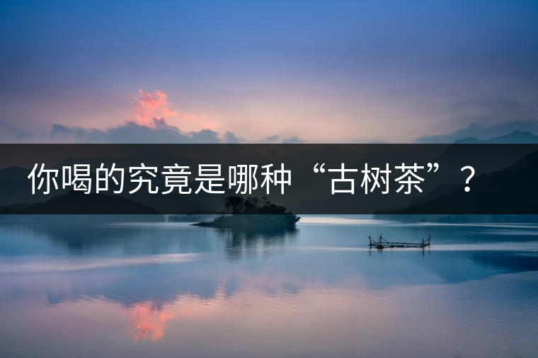 你喝的究竟是哪種“古樹(shù)茶”？（收茶必備知識(shí)）