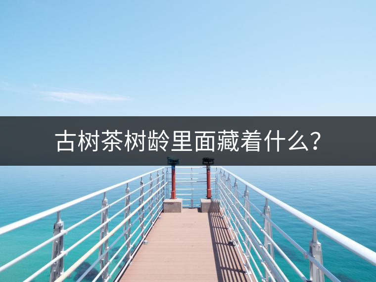 古樹茶樹齡里面藏著什么？