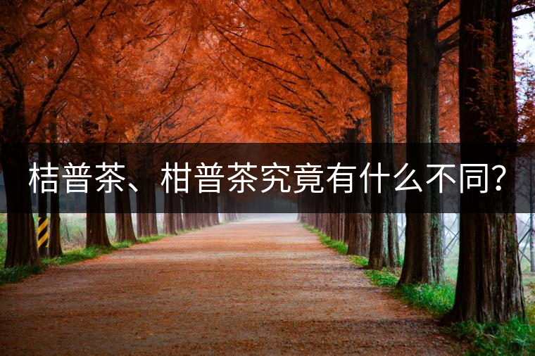 桔普茶、柑普茶究竟有什么不同？