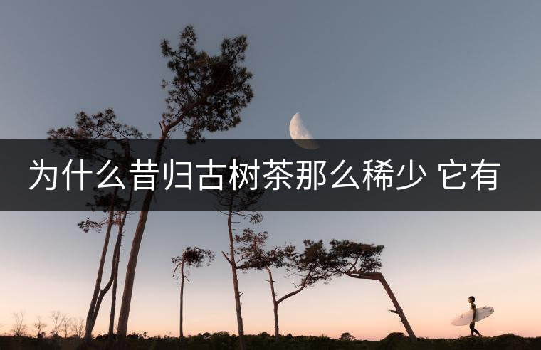 為什么昔歸古樹茶那么稀少 它有什么特點(diǎn)？