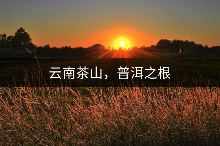 云南茶山，普洱之根