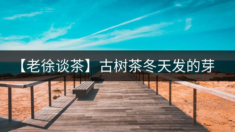 【老徐談茶】古樹茶冬天發(fā)的芽稱為冬茶？滋味如何呢？