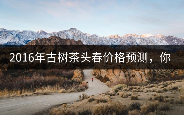 2016年古樹(shù)茶頭春價(jià)格預(yù)測(cè)，你怎么看？