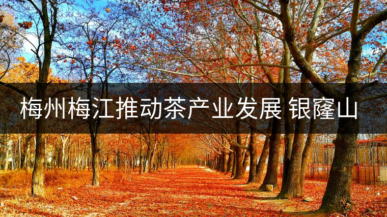 梅州梅江推動(dòng)茶產(chǎn)業(yè)發(fā)展 銀窿山春茶開(kāi)始采摘