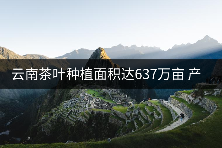 云南茶葉種植面積達637萬畝 產(chǎn)業(yè)規(guī)模創(chuàng)新高