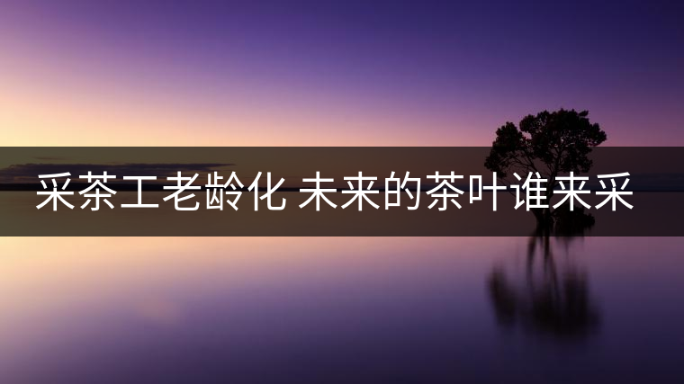 采茶工老齡化 未來的茶葉誰來采？