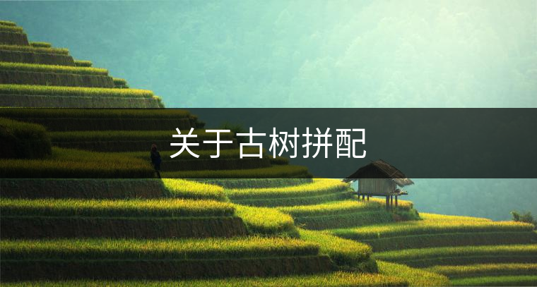 關于古樹拼配 關于古樹拼配