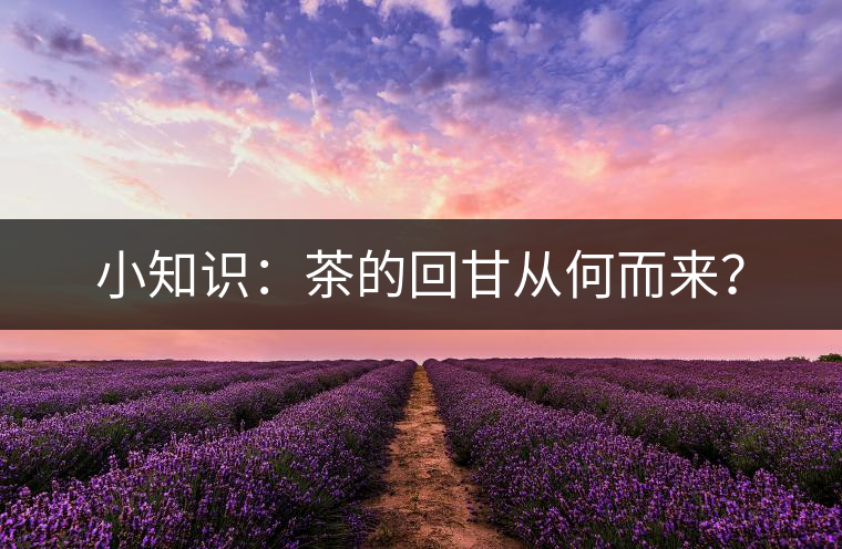 小知識：茶的回甘從何而來？