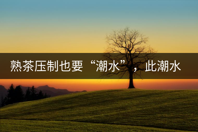 熟茶壓制也要“潮水”，此潮水的目的是什么？