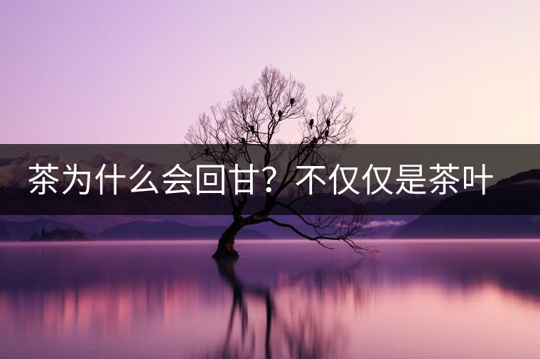 茶為什么會(huì)回甘？不僅僅是茶葉中含糖那么簡(jiǎn)單