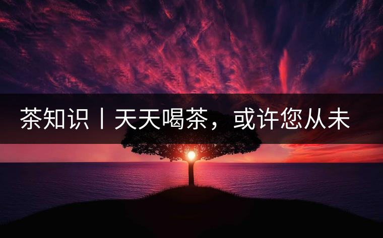 茶知識丨天天喝茶，或許您從未注意過茶樹花